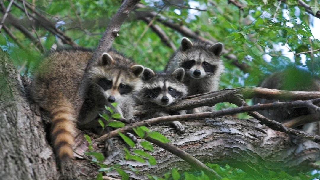 Raccoon Tests Positive for Rabies in Chenango County